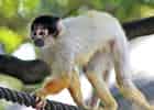 ボリビアリスザルの写真 7